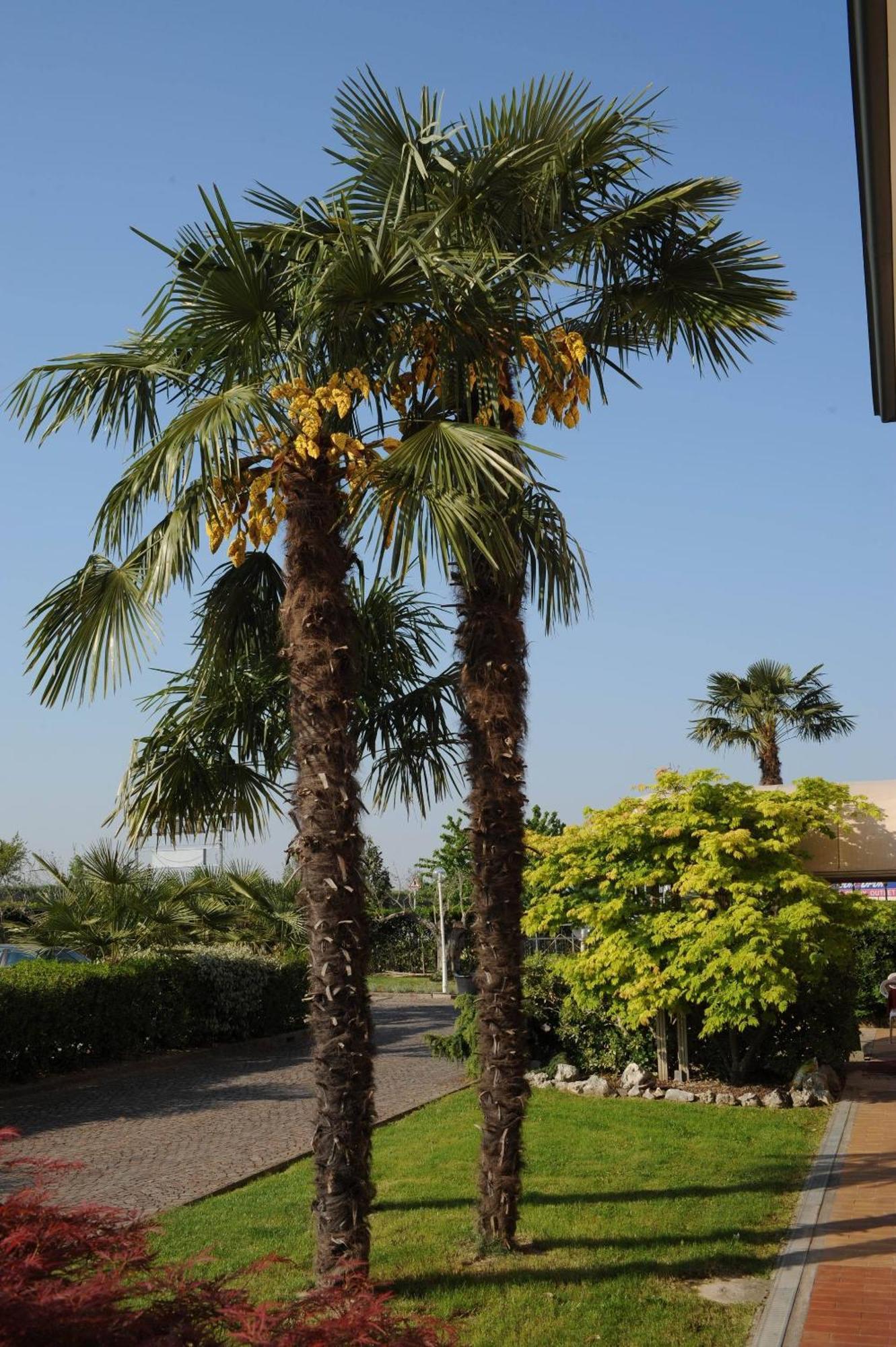 Albignasego Hotel Master מראה חיצוני תמונה